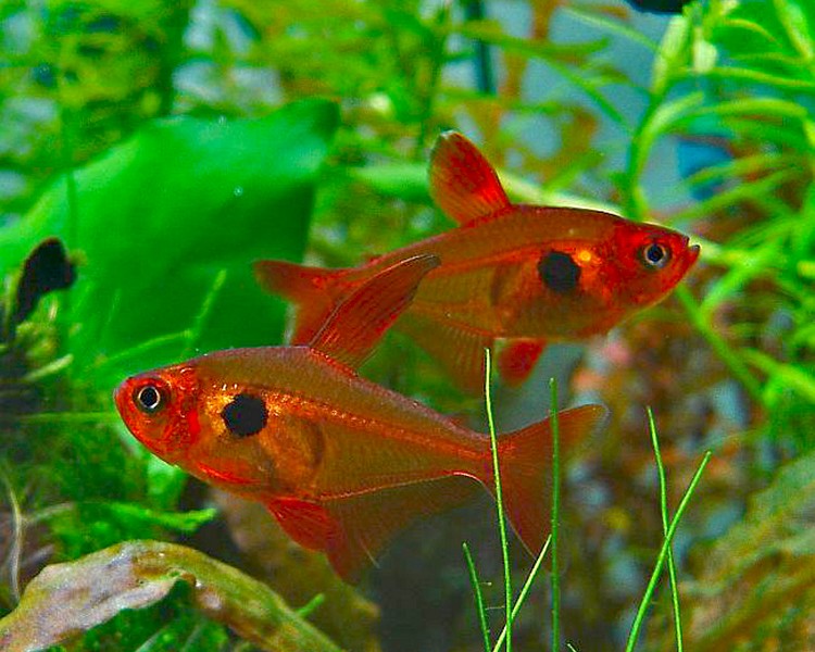 Red Phantom Tetra ~ 2cm - 3cm